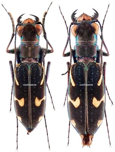 Insekt - CICINDELIDAE Euryarthron bennigseni - Tansania - Paar 20 mm + ....!! - Bild 1 von 1