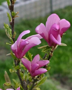 Tulip Magnolia Tree "Ann" Pink-Purple Flowers 3 - 4 Feet Tall Now - 1 Gallon Pot - Picture 1 of 6