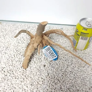 Aquarium Driftwood Bogwood Red Moore Spiderwood Nano Root 29x19x11 C037 - Picture 1 of 5