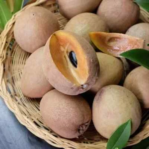 Sapote Sapodilla Nispero Manilkara Zapota Chiku Makok Tropical Seeds, 2025 - Picture 1 of 1