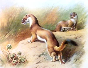 STOATS * 1970s VINTAGE PRINT OF A PAINTING BY THORBURN - Picture 1 of 2
