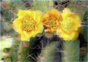 FLOR DE CACTUS - Tarjeta de felicitación postal lenticular 3D - Imagen 1 de 1