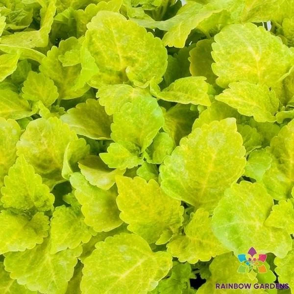 25 + 球道黄色 Coleus 种子用于花园种植 - 美国 - 免费送货! — 第 1/1 张图片