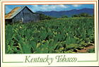 Kentucky Tobacco field old barn state's cash crop white burley vintage postcard