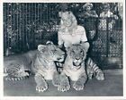 1971 Press Photo Animal Trainer With Big Cats Jungle Larry's Safari Naples Fl