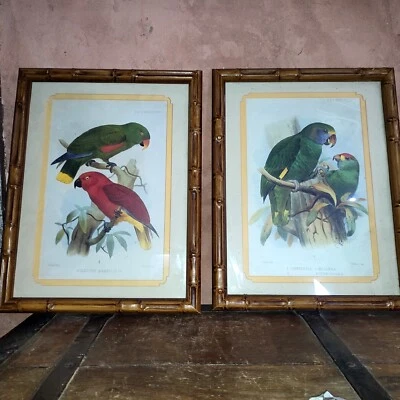 Paire de Lithographie J. Smit Hanhart Imp. P.Z.S. 1883 Pl.XXVI P.Z.S. 1880 PL.IX - Photo 1/4