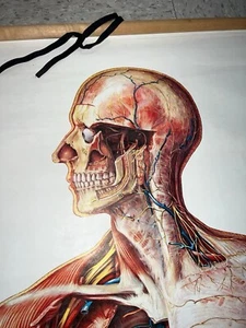 Vintage Medical Anatomy Chart Human Body Dresden Germany - Picture 1 of 7
