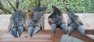 4 Large Wild Boar Skin Hide Claws Feet Foot Leg Hoof Hooves Skull Taxidermy Art - Picture 1 of 7