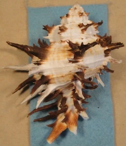 Hexaplex Cichoreum 112mm Don Is Cebu Philippines 10-15 meters Coral Reef - Picture 1 of 5