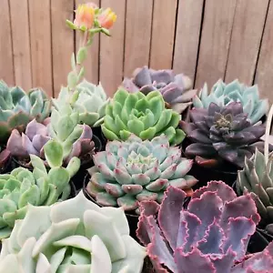 2.5" Echeveria Trio Assortments cactus Cacti Succulent real live plant - Picture 1 of 5