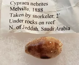 CYPRAEA NEBRITES 22 mm Cowry de Doble Mancha, Arabia Saudita - Imagen 1 de 8