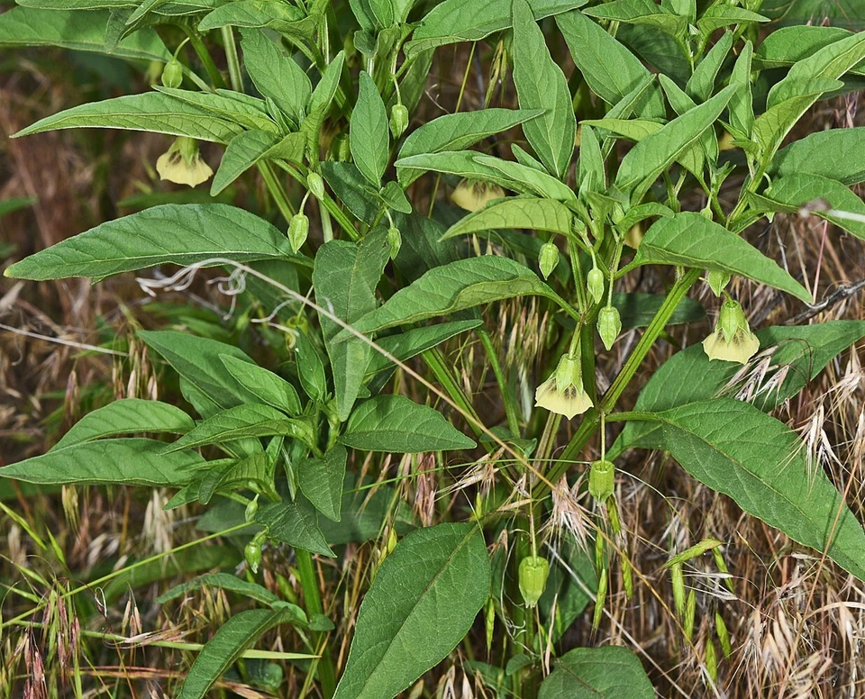 Langblättrige Blasenkirsche Denver Physalis longifolia 20+ Samen - Seeds So 090 - Bild 1 von 1