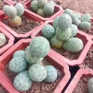 1 planta entera Tephrocactus geometricus (varias bolas) cactus cactus suculento - Imagen 1 de 8