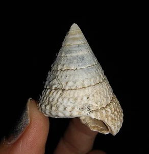 ¡¡INCREÍBLE AMONITA!! FÓSIL DE CAPARAZÓN DE MAR, GASTROPODA CIRRIDAE, JAVA INDONESIA, 30 MM - Imagen 1 de 6