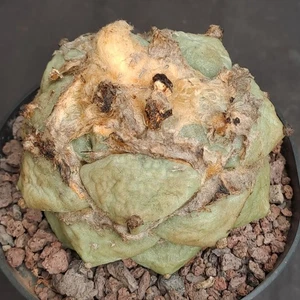 Ariocarpus retusus f. "BREVITUBEROSUS" grafted RARE PLANT ebay-X027 - Foto 1 di 24