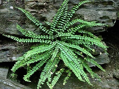 Maidenhair SPLEENWORT fern 20 rhizomes (asplenium platyneuron) - Imagem 1 de 4