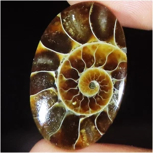 29.05 Cts Natural Ammonite Fossil Cabochon Oval Shape Gemstone 20x31x5 mm LK206 - Picture 1 of 7