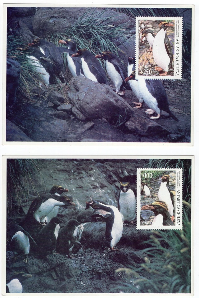 CHILE Penguin Pinguino Antartic Maxicard x2 1995 - Image 1 of 1