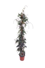 pianta di Handerbergia Violacea pianta rampicante vera da esterno ornamenatale