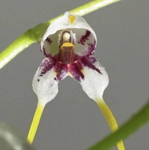 Masdevallia caloptera Miniature Orchid Species Bloom Size - Picture 1 of 3