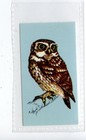 (Jd4199) TETLEY,BRITISH BIRDS,LITTLE OWL,1970,#15