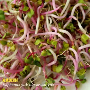 1 KG SAMEN Radieschen Raphanus sativus Keimsprossen Keimsaat Microgreens Radish - Imagen 1 de 2