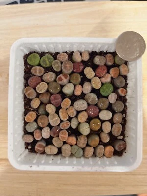 Live Plants|30pcs (0.2-0.3”)Lithops , Living Stone,RANDOMLY Shipment - Image 1 of 4