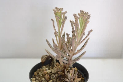 Pianta grassa Succulenta KALANCHOE TUBIFLORA Piante grasse succulenti vaso terra - Immagine 1 di 4