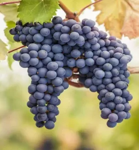 Pinot Noir wine grape  plants bare roots  黑彼诺葡萄苗 US seller - Picture 1 of 2