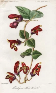 Schamblumen lipstick plant botany Blume Botanik flower engraving Herincq 1859 - Bild 1 von 1