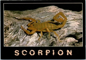 Giant Hairy Scorpion, One of the Largest Scorpions in the U.S. Postcard - Picture 1 of 2