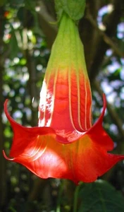 brugmansia sanguinea | 9cm potted plant | patio plant x 2 plants - Picture 1 of 4
