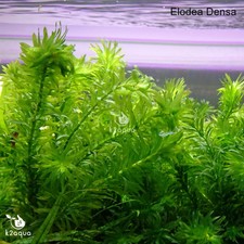 Elodea Densa 5-500 Oxygenating Pond / Tropical Water Aquarium Live Plants Egeria