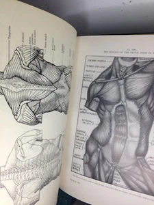 anatomy for artists eugene wolff 1952 Being Explanations of Surface Form - Picture 1 of 9