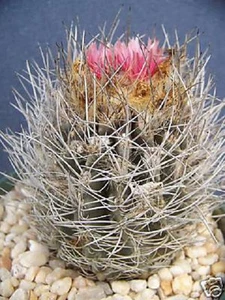 Neoporteria taltanensis rara eriocise nidus rosa flor cactus semilla de cactus 30 SEMILLAS - Imagen 1 de 1