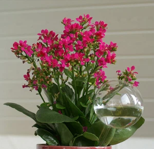 Durstkugeln 5 Blumendurstkugeln d 6/7/8cm Lauschaer Glas das Original - Bild 1 von 1