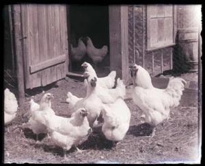 (1) LATE 1800s or EARLY 1900s GLASS NEGATIVE "WHITE WYANDOTTE" CHICKENS - Picture 1 of 2