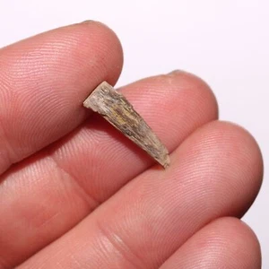 Frammento di denti Tyrannosaurus Rex dell'età del Cretaceo formazione Hell Creek USA - Foto 1 di 9