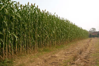Giant Red Sorghum Seeds for Planting - 1000 seeds (Wildlife Forage) - Image 1 of 4