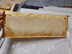 Comb Honey Full Frame, Raw Honeycomb, Fresh Pure Forest Honey in Frame 2025 - Picture 1 of 5