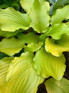 Hosta ‘ Holar Garnet Crow ’ Plantain Lily Plant Shipping Spring 2025 - Picture 1 of 6