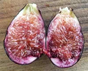 Fig Tree Rooted Cuttings - Picture 1 of 7