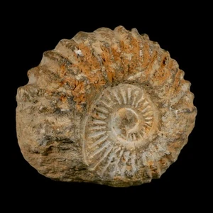 3,7 Zoll Acanthoceras Ammonit Fossil Agadir Marokko 360 Millionen Jahre alt Echtheitszertifikat - Bild 1 von 9