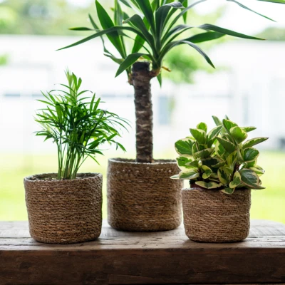 Seegras Korb rund natur Einsatz Blumentopf geflochten Aufbewahrungskorb Übertopf - Bild 1 von 2