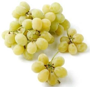 GRAPE vines "Cottton Candy" 3 grape cuttings (fresh, 2-3 nods) - Picture 1 of 1