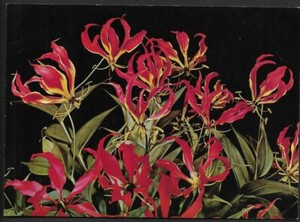 RHODESIA, 1974 LETTER POST CARD, WITH FLAME LILY, AND SAME STAMP ON BACK