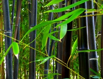 Phyllostachys nigra (Black Clumping Bamboo) 20 SEEDS •Rare Garden Plants Tree UK - Image 1 of 4