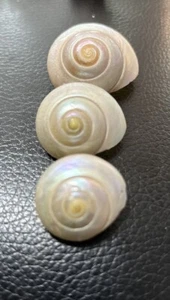 Turbo Muffin Snail Shells    1/2”-1”  Lot Of 3 Beautiful Seashell Shell - Picture 1 of 3
