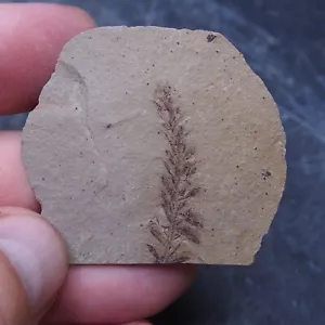 Planta fósil de hojas de secuoya Metasequoia sp. 10 - Imagen 1 de 6