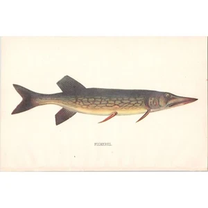 1892 Antique Chromolithograph Fish Print ~ PICKEREL ~ Sherman F. Denton ~ RARE - Picture 1 of 2